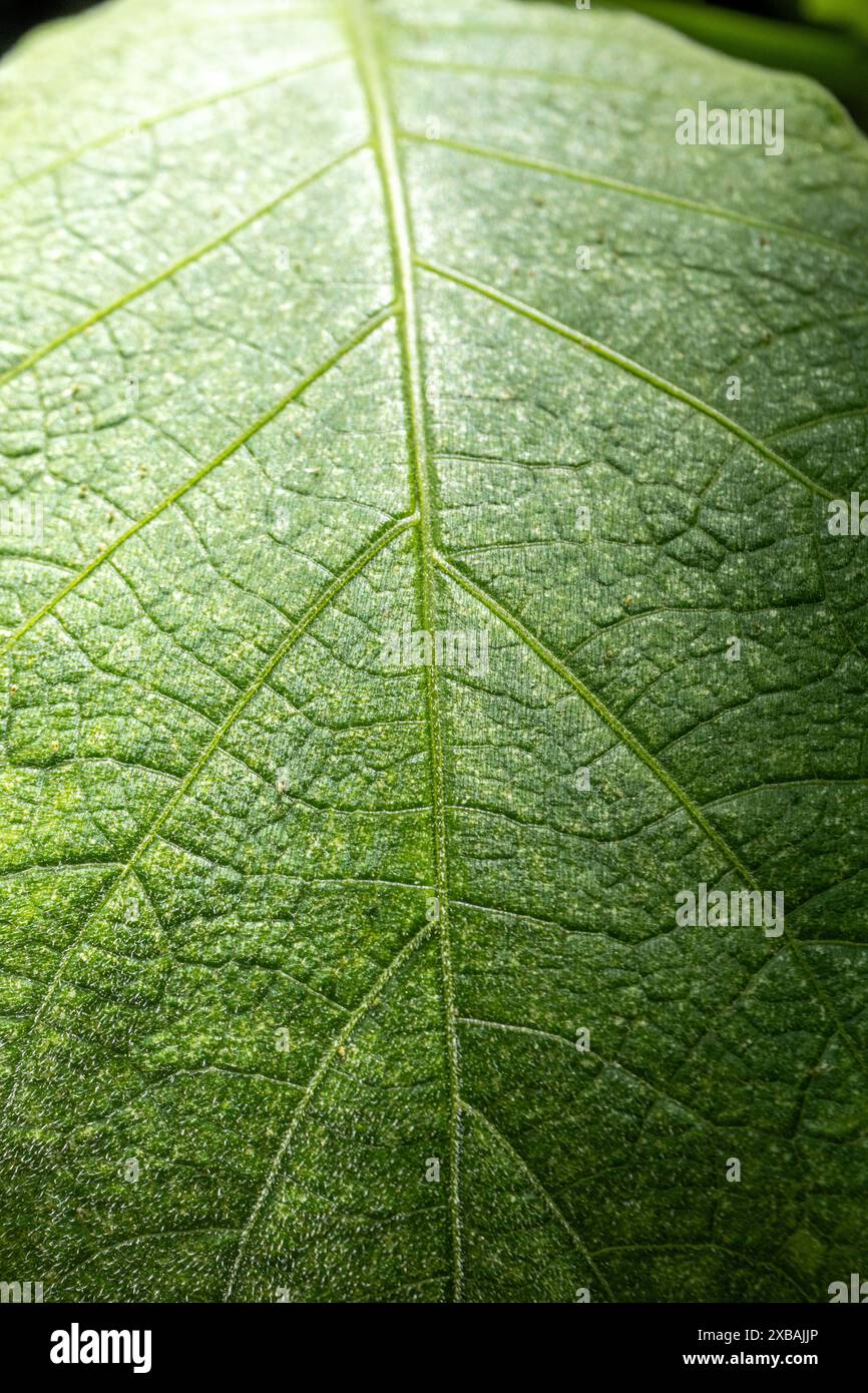 Close-up macro view of green leaf with detail of veins and texture of ...