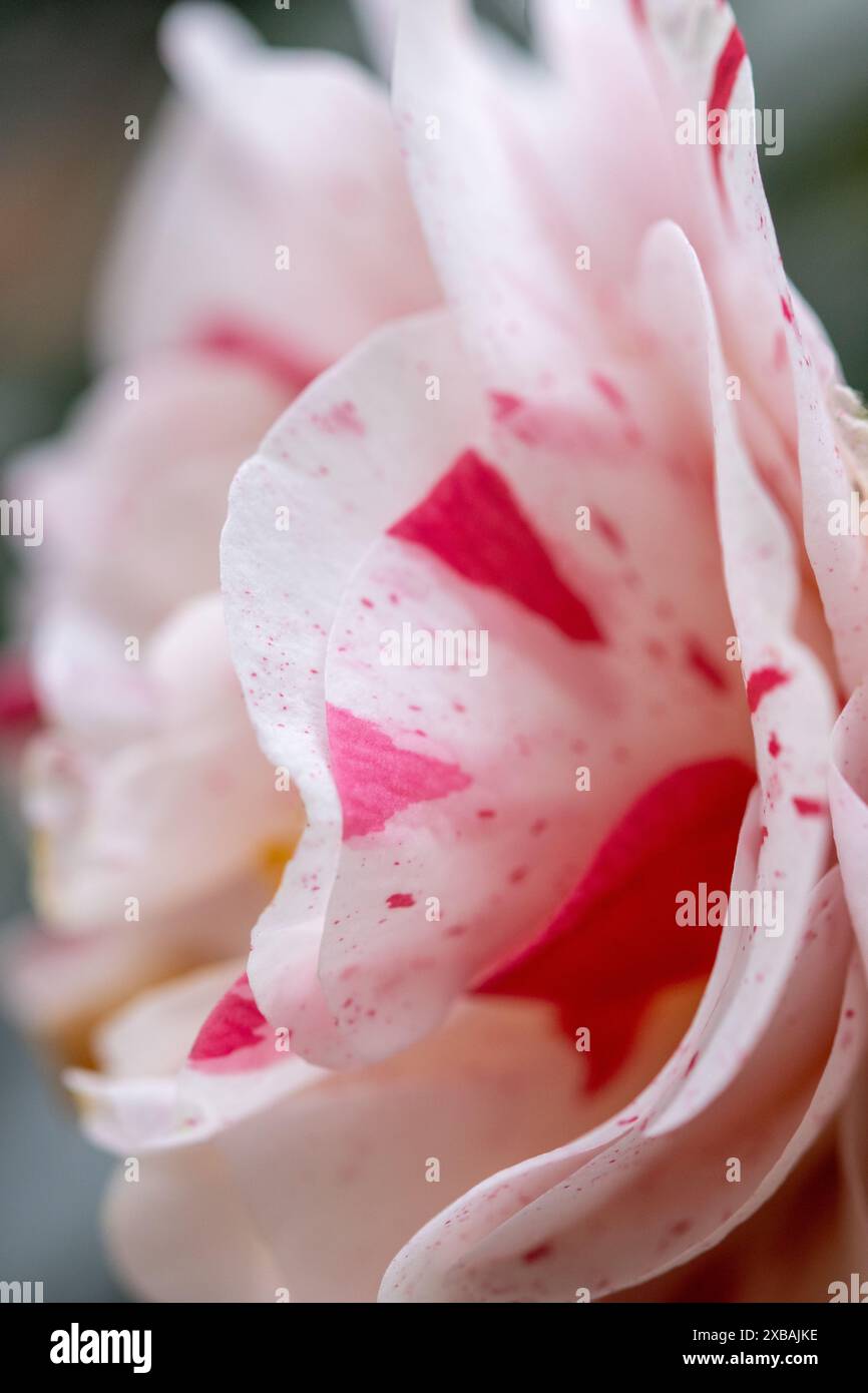 Close-up of speckled camellia japonica with detail of the petals Stock Photo