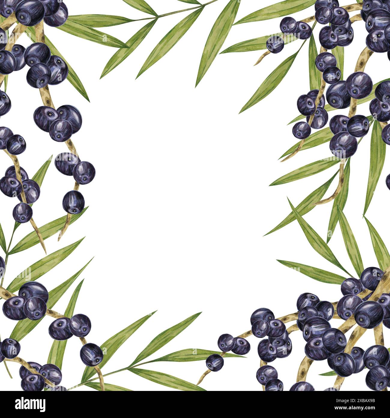 Acai berries superfood on the branches and palm leaves square frame ...