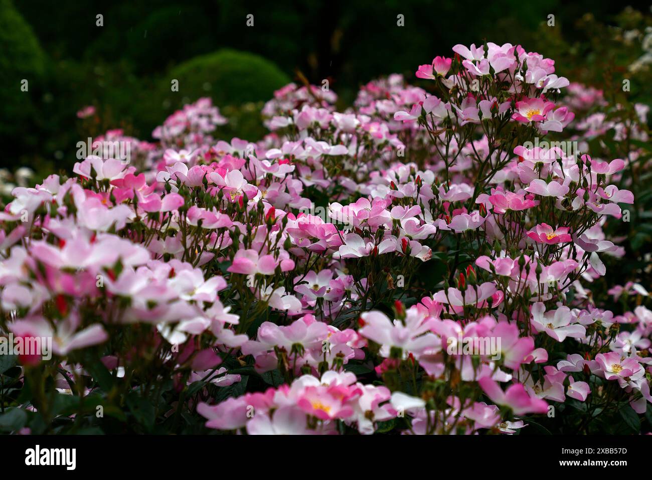 Closeup of the pink single flowers of the summer repeat flowering ...