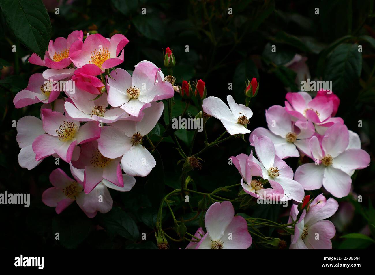 Closeup of the pink single flowers of the summer repeat flowering ...
