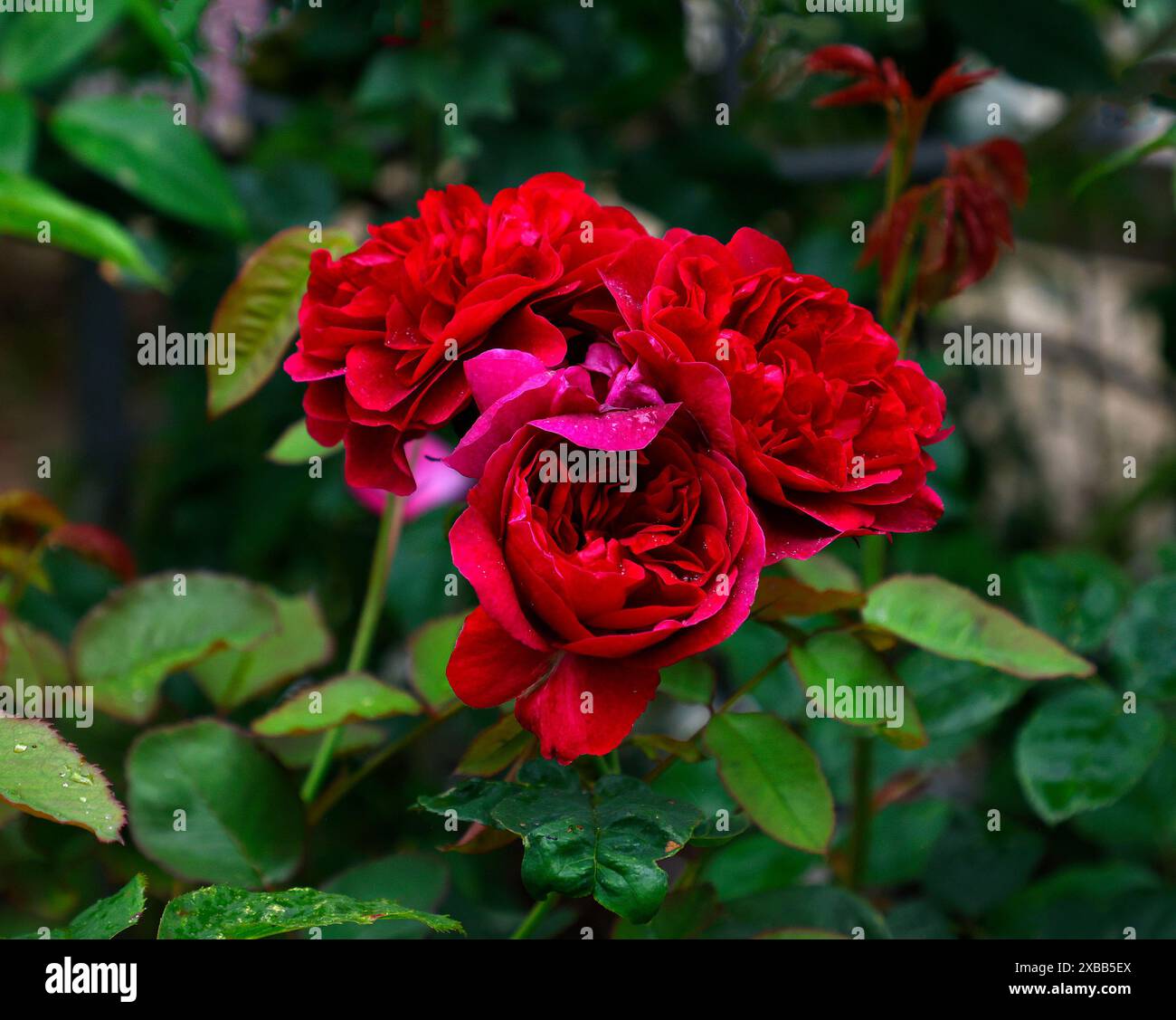 closeup-of-the-crimson-red-flowers-of-the-summer-flowering-david-austin