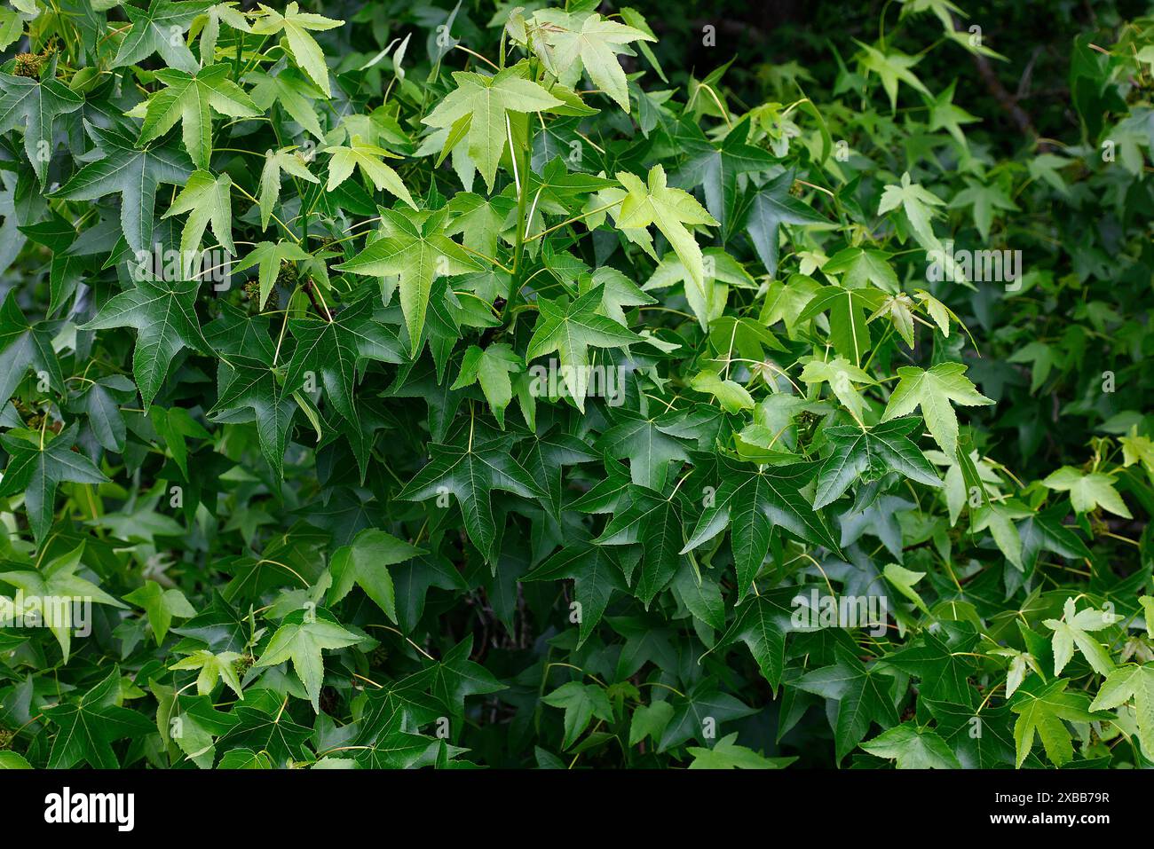 Closeup of the summer green maple-like leaves of the garden tree liquidambar styraciflua worplesdon. Stock Photo