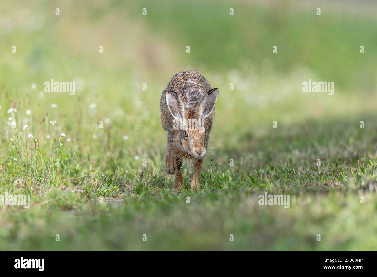 European hare (Lepus europaeus) Brown hare hopping in motion in a meadow. Kaiserstuhl, Fribourg-en-Brisgau, Bade-Wurtemberg, Germany, Europe. Stock Photo