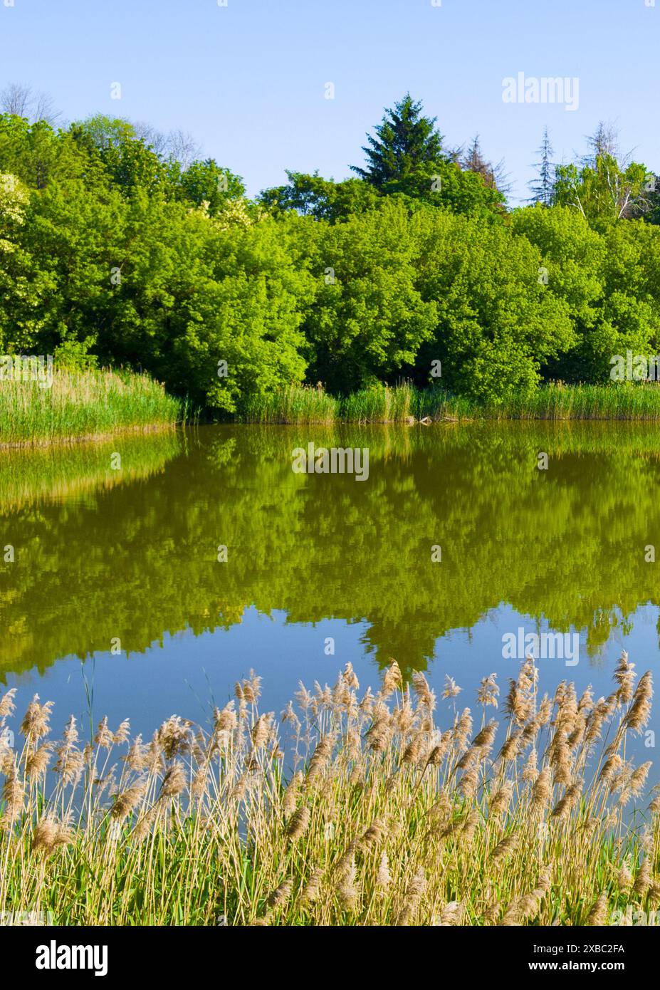 Tree Versus Reed Lake surrounded by Trees and Reed Grass in Summer. Vertical photo Stock ...