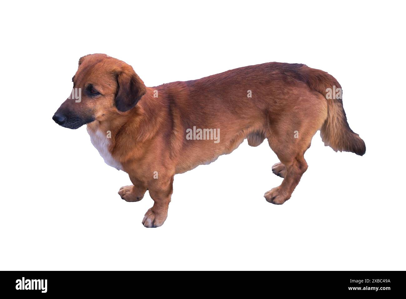 Mixed dachshund with a red mongrel isolate on a white background close-up. Stock Photo