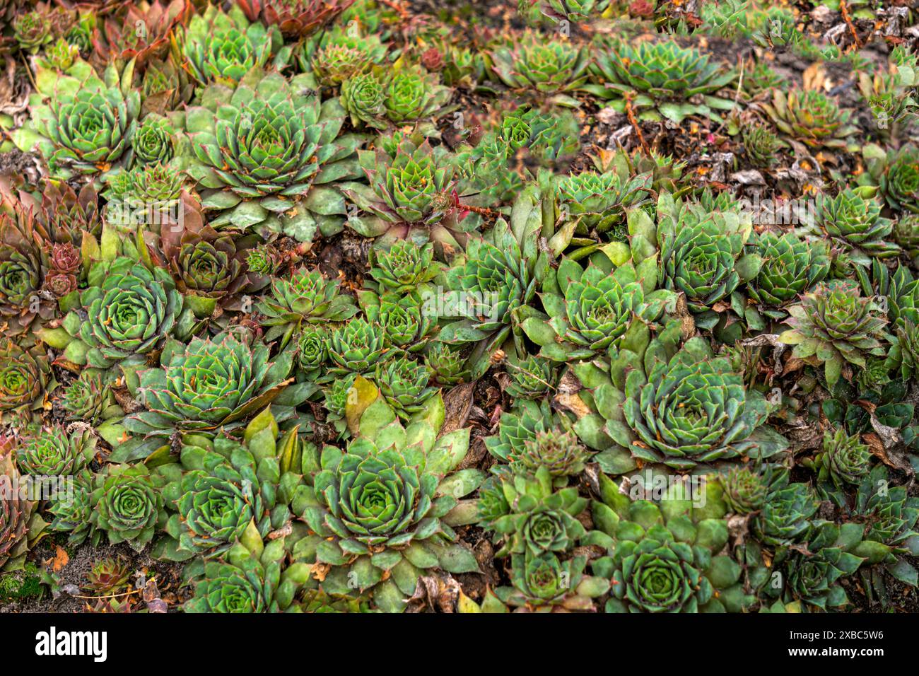 Delicate succulent flowers in a garden bed Stock Photo