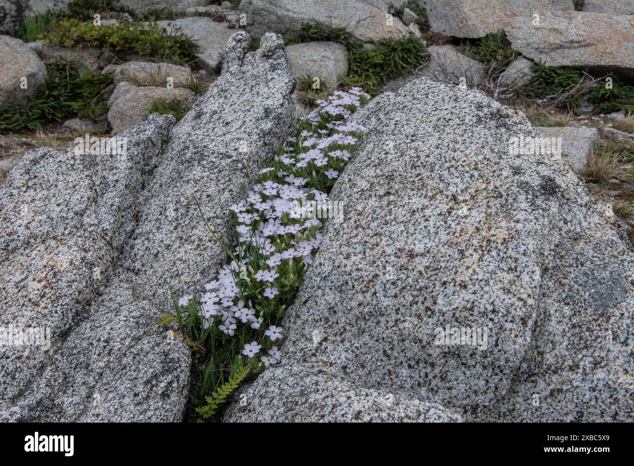 Spreading phlox (Phlox diffusa) growing on a stony slope in the high elevation mountains in the Trinity Alps wilderness in California. Stock Photo