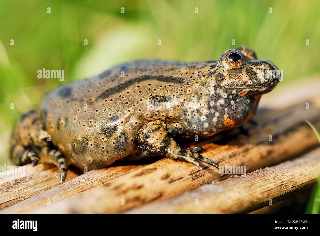 fire-bellied-toad-bombina-bombina-in-a-pond-close-to-ciglat-male