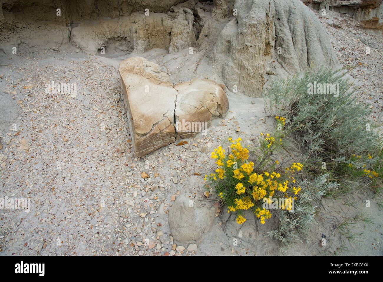 Broken heart shaped sandstone caprock and rubber rabbitbrush wildflowers, Cannonball Concretions Pullout in Theodore Roosevelt NP, North Dakota, USA Stock Photo