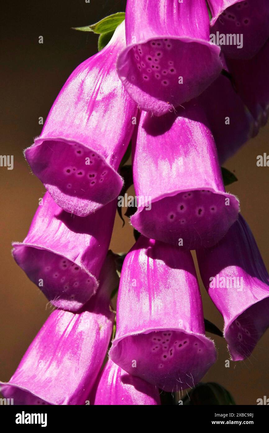 Foxglove in a forest, June, Germany, Europe Stock Photo - Alamy