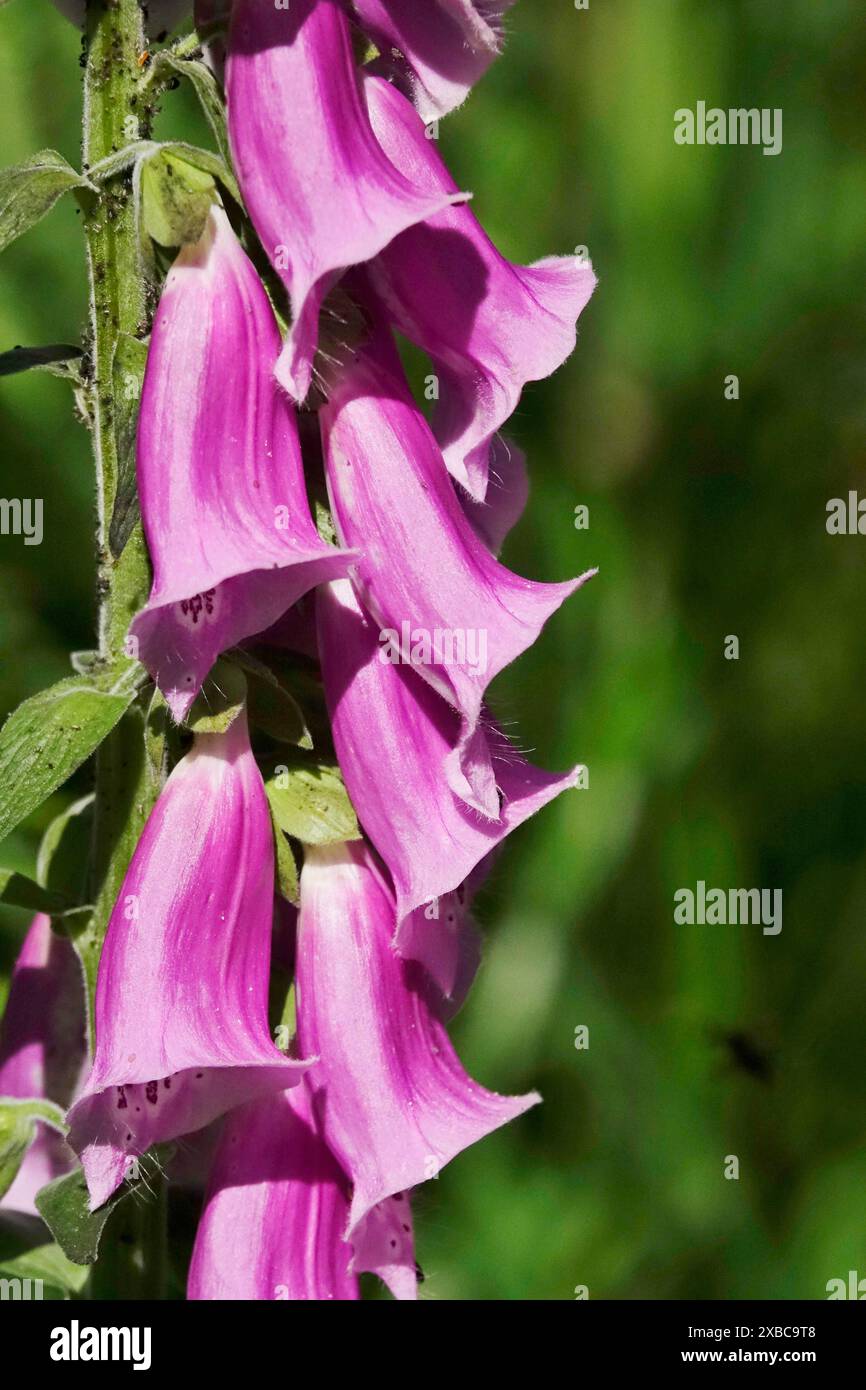 Foxglove in a forest, June, Germany Stock Photo - Alamy