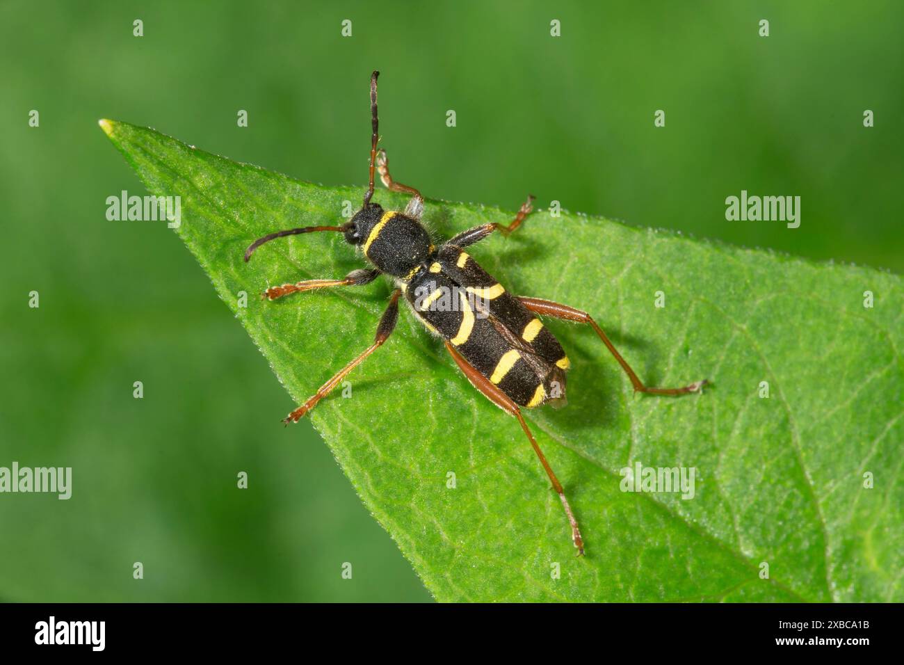 Common ram (Clytus arietis) sitting on a leaf, Baden-Wuerttemberg ...