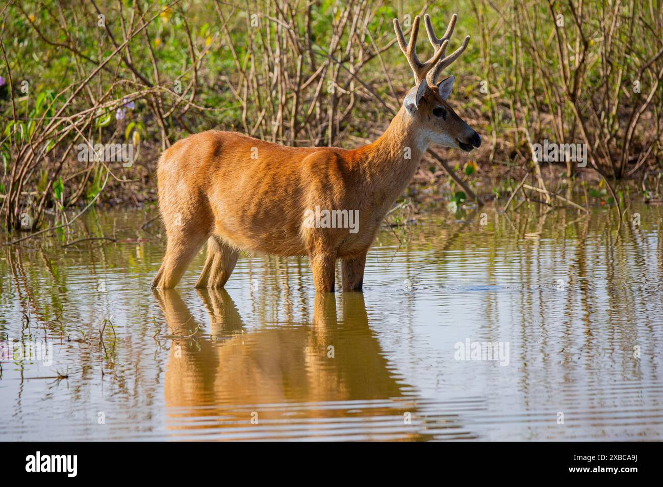 Marsh Deer Blastocerus Dichotomous Pantanal Brazil Stock Photo Alamy marsh-deer-blastocerus-dichotomous-pantanal-brazil-stock-photo-alamy