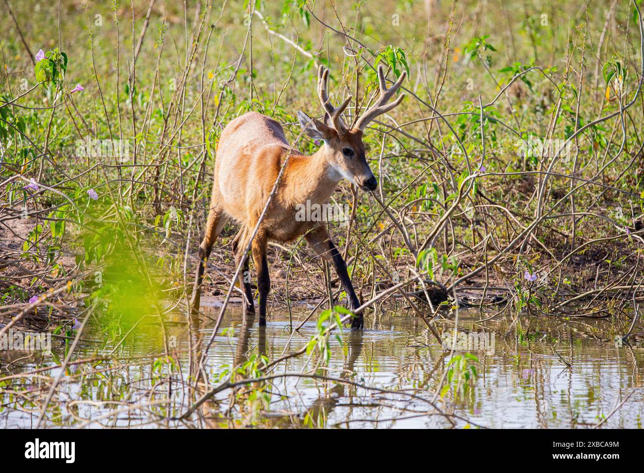 Marsh Deer Blastocerus Dichotomous Pantanal Brazil Stock Photo Alamy marsh-deer-blastocerus-dichotomous-pantanal-brazil-stock-photo-alamy