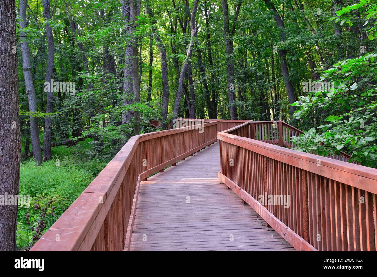 Wooden Zigzag Boardwalk Across Mature Forest Wood Handrail Stock Photo wooden-zigzag-boardwalk-across-mature-forest-wood-handrail-stock-photo