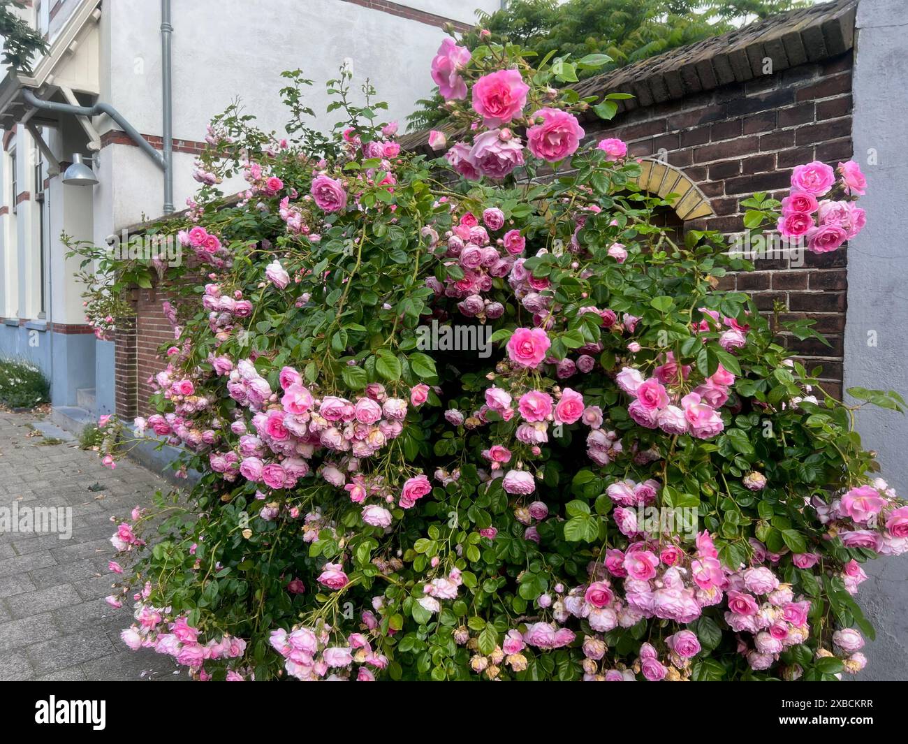Beautiful pink roses blooming hi-res stock photography and images - Alamy