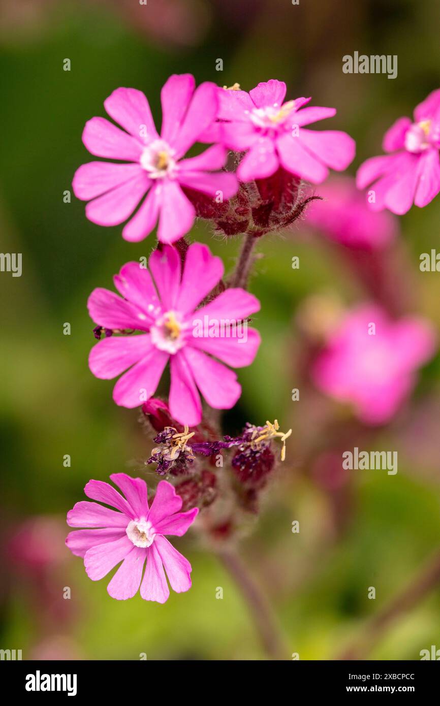 Natural close up flowering plant portrait of the delicate Silene dioica ...