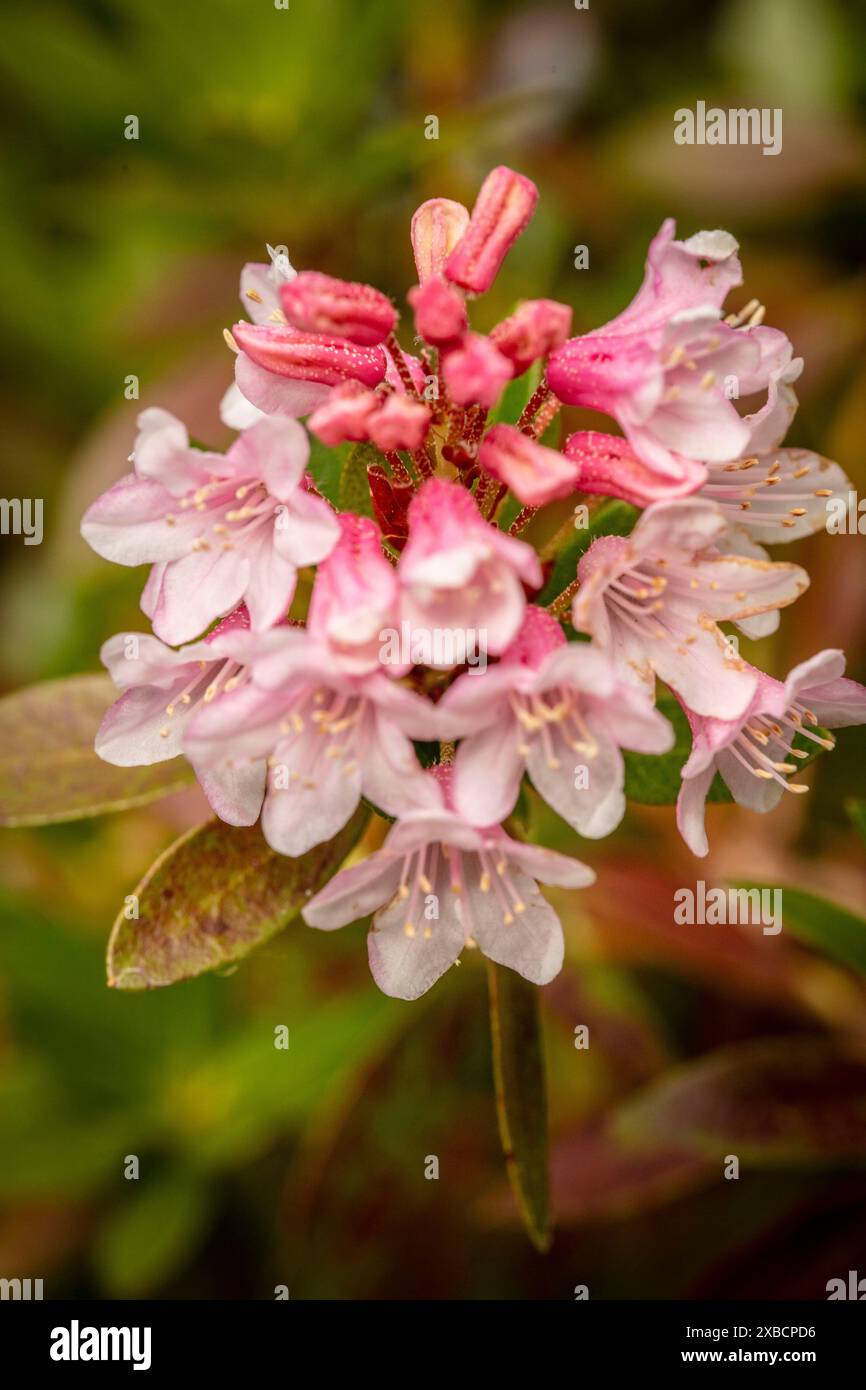 taxus baccata ohne beeren Eibe (140 - 160 cm) Taxus baccata als starke Ballenware main image 0