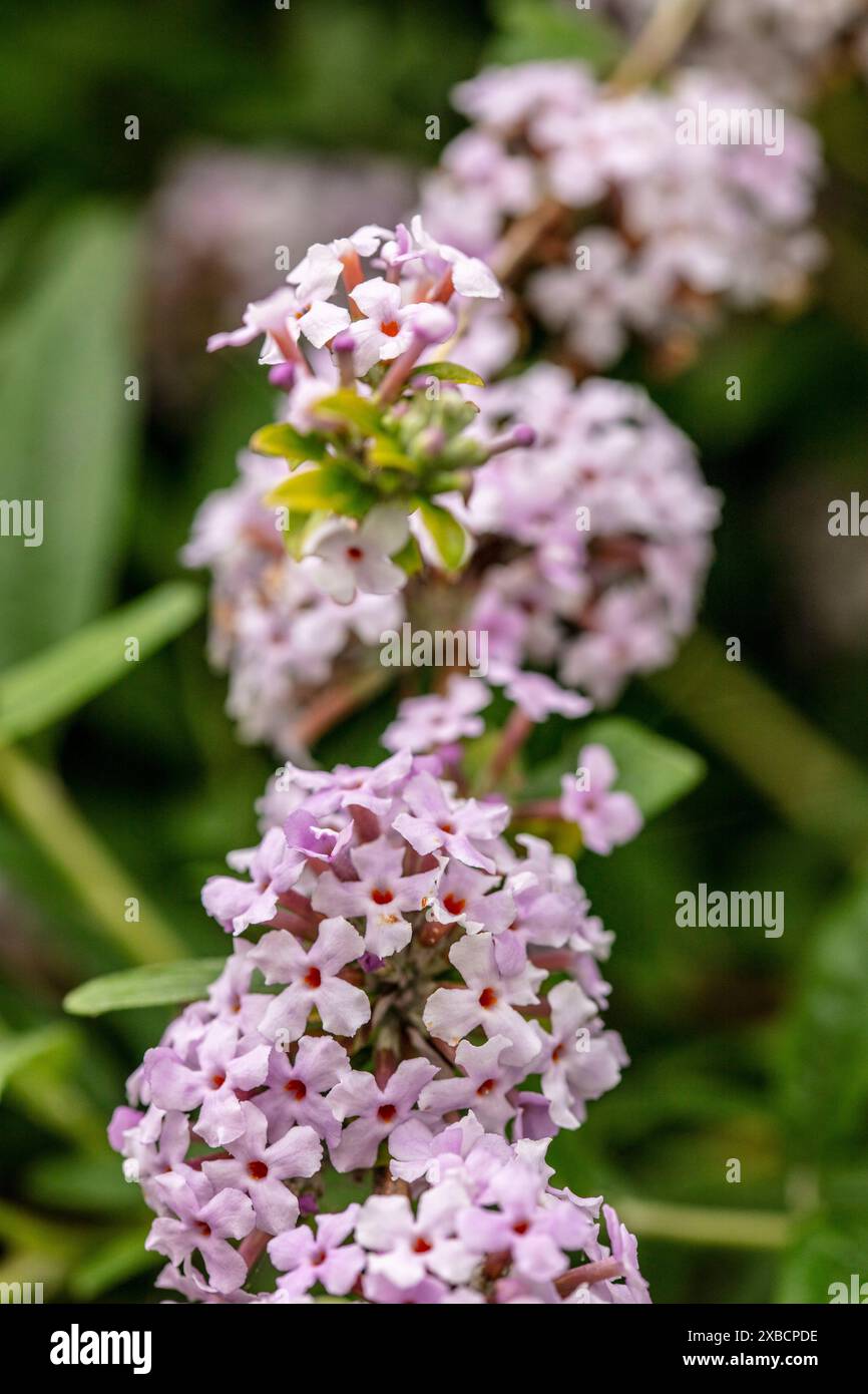 Buddleja Fragrant Incredibly fragrant weeping Buddleja (Buddleja alternifolia), flowering ...
