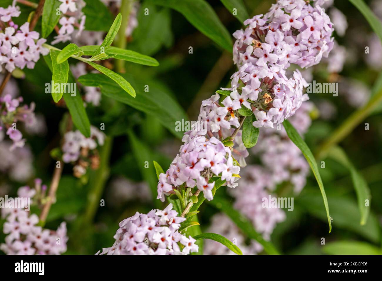 Buddleja Fragrant Incredibly fragrant weeping Buddleja (Buddleja alternifolia), flowering ...