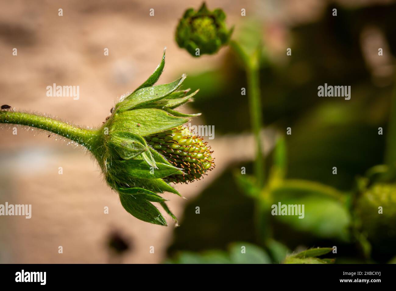 Unripe strawberry hi-res stock photography and images - Alamy