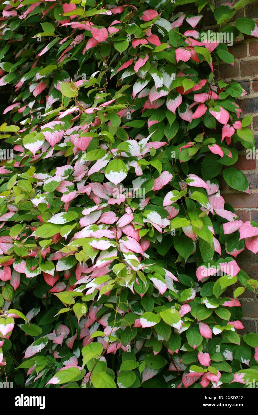 Actinidia, Actinidia kolomikta, Actinidiaceae. Russian Far East, Korea, Japan and China. A species of deciduous dioecious woody vine. Stock Photo
