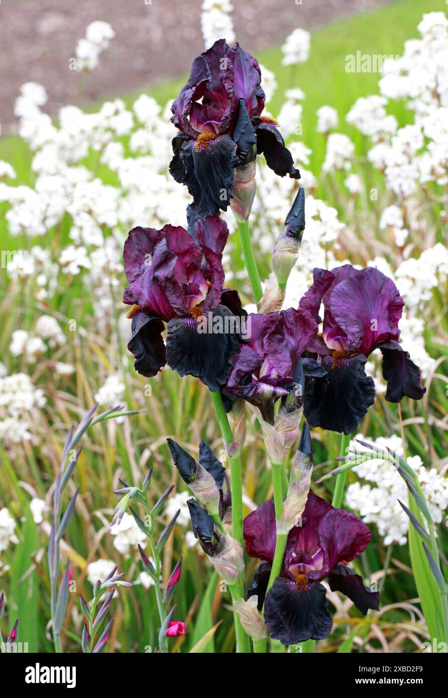 Purple Bearded Iris, Iridaceae.  Iris is a flowering plant genus of 310 accepted species with showy flowers. Stock Photo