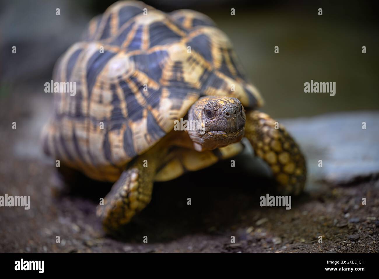 Burmese Star Tortoise (Geochelone platynota) Stock Photo