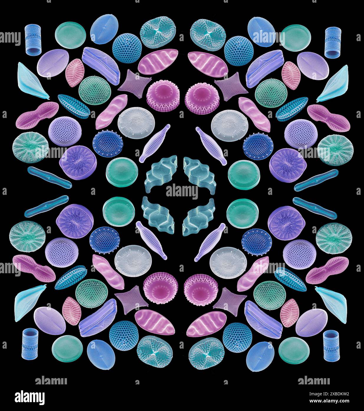 Diatoms. Coloured scanning electron micrograph (SEM) of an arrangement ...