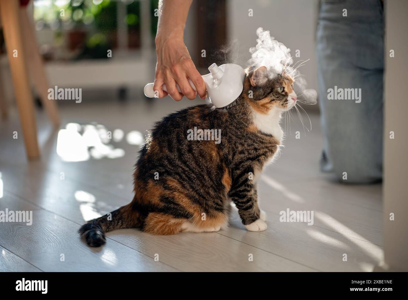 Pet owner using electric spray massage comb for cat, steam brush to