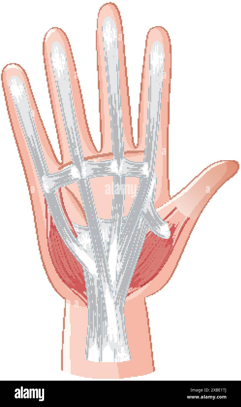 Detailed illustration of hand muscles and tendons Stock Vector Image ...