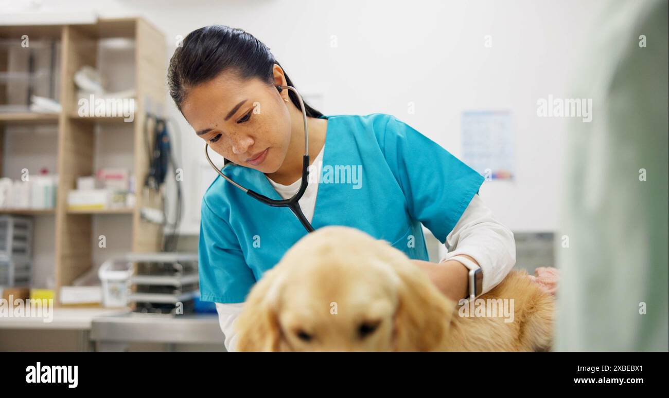 Dog doctor stethoscope golden hi-res stock photography and images - Alamy