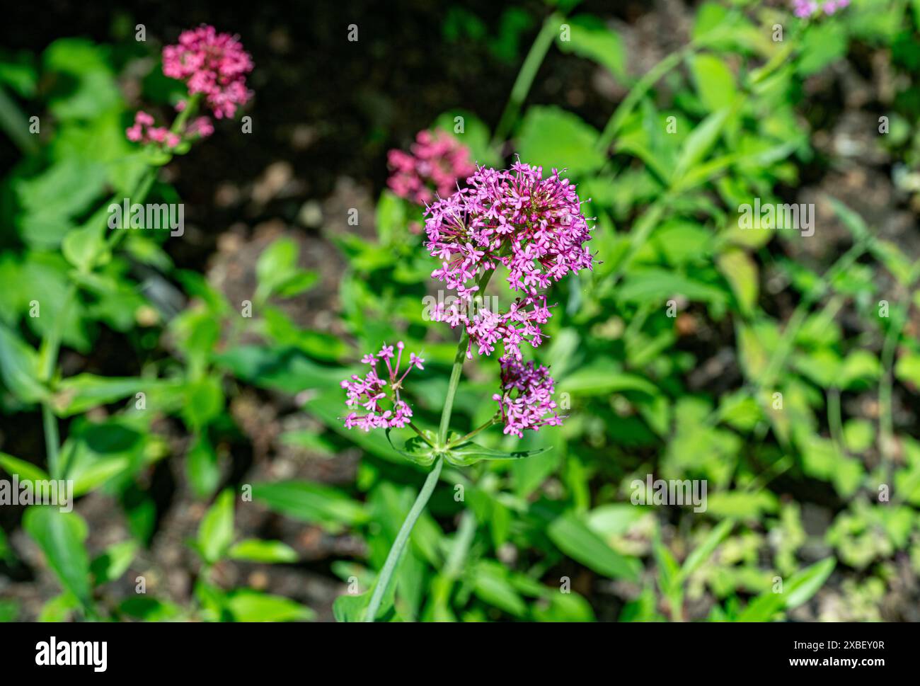 Close-up image of the vibrant Red Valerian summer flowers also known as ...