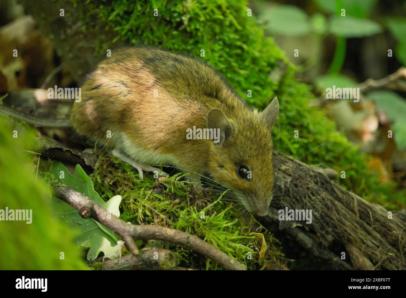 Field Mouse Apodemus Sylvaticus On The Forest Floor In Natural 