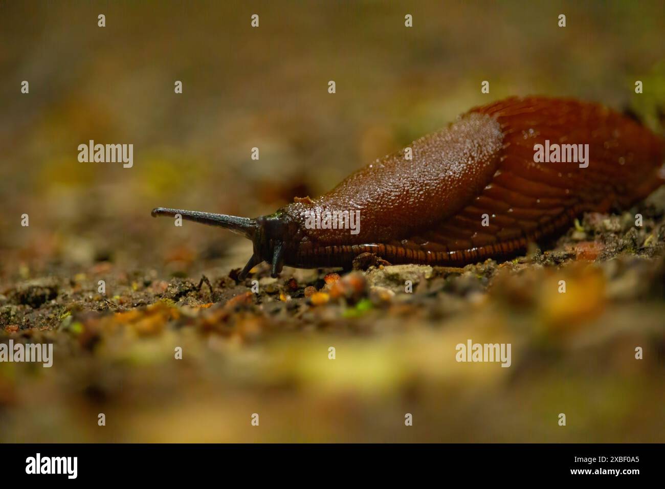 Spanish slug Arion vulgaris snail crawls along a garden ground