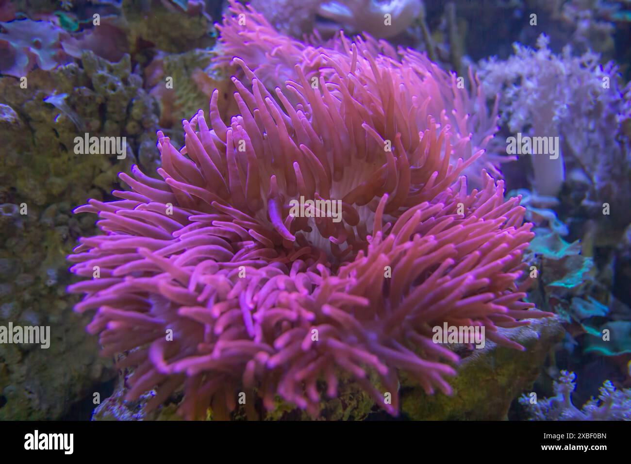 sea-anemone-a-in-marine-aquarium-salt-water-aquarium-stock-photo-alamy