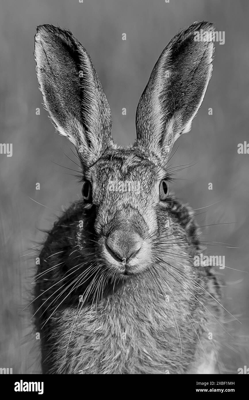 Mammal morning Black and White Stock Photos & Images - Alamy