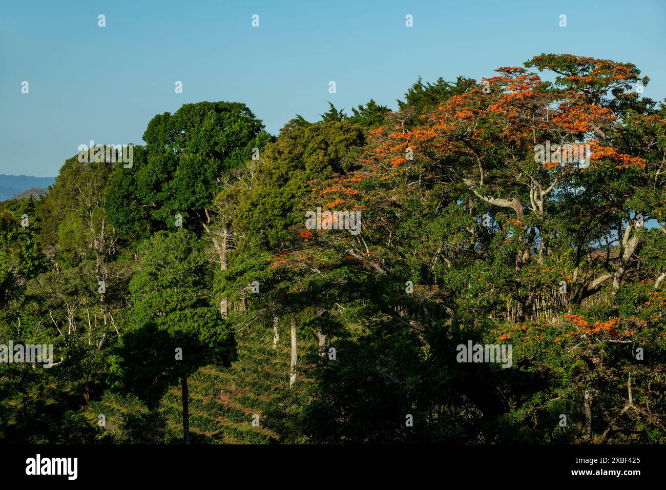 Sunrise in a coffee farm in the mountains of Panama, Rio Sereno,  Chiriqui, Central America- stock photo Stock Photo