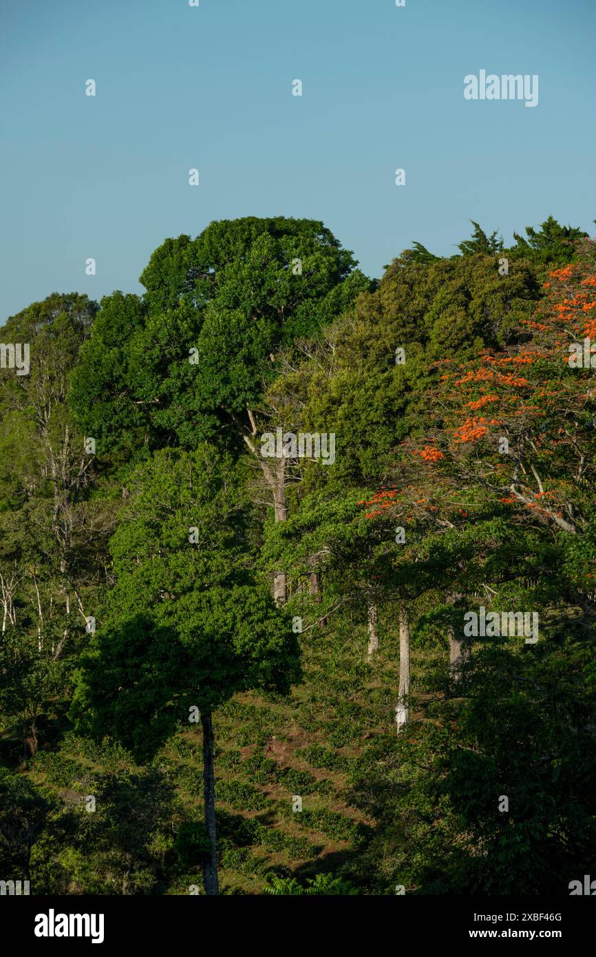 Sunrise in a coffee farm in the mountains of Panama, Rio Sereno,  Chiriqui, Central America- stock photo Stock Photo