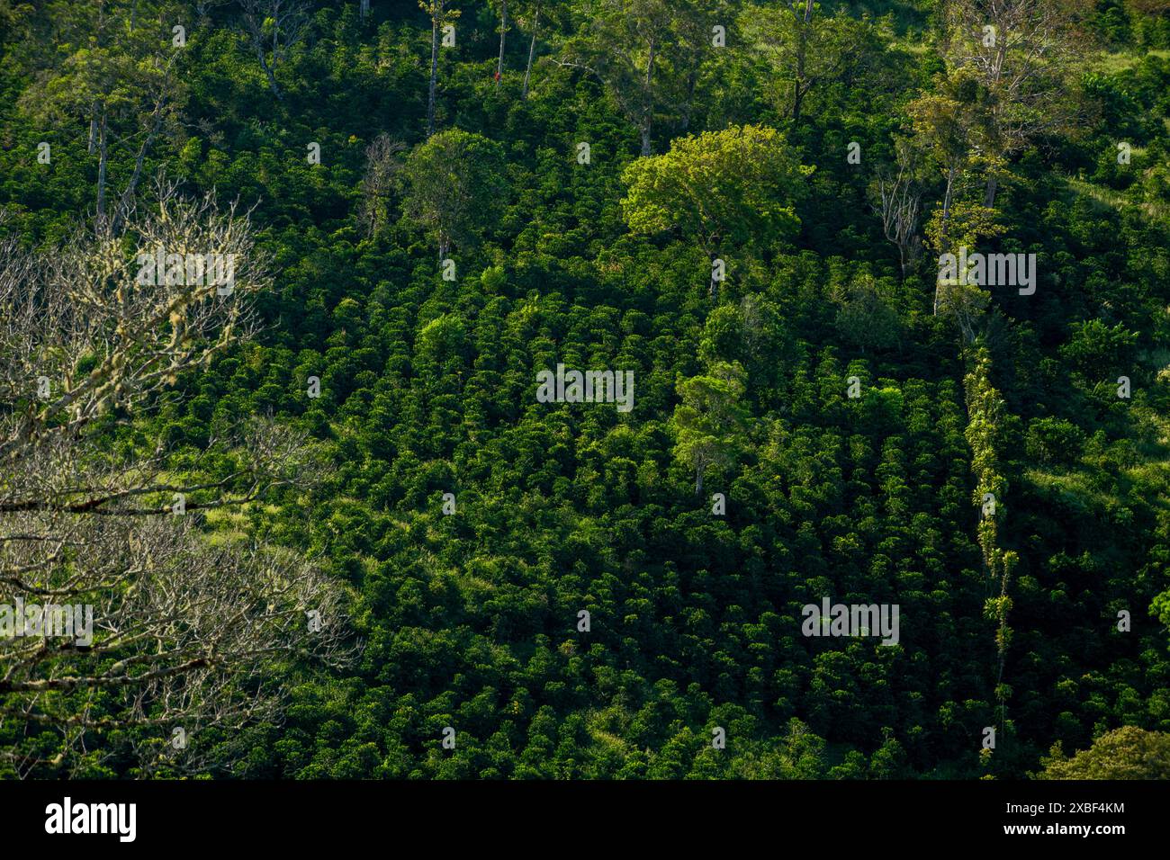 Sunrise in a coffee farm in the mountains of Panama, Rio Sereno,  Chiriqui, Central America- stock photo Stock Photo