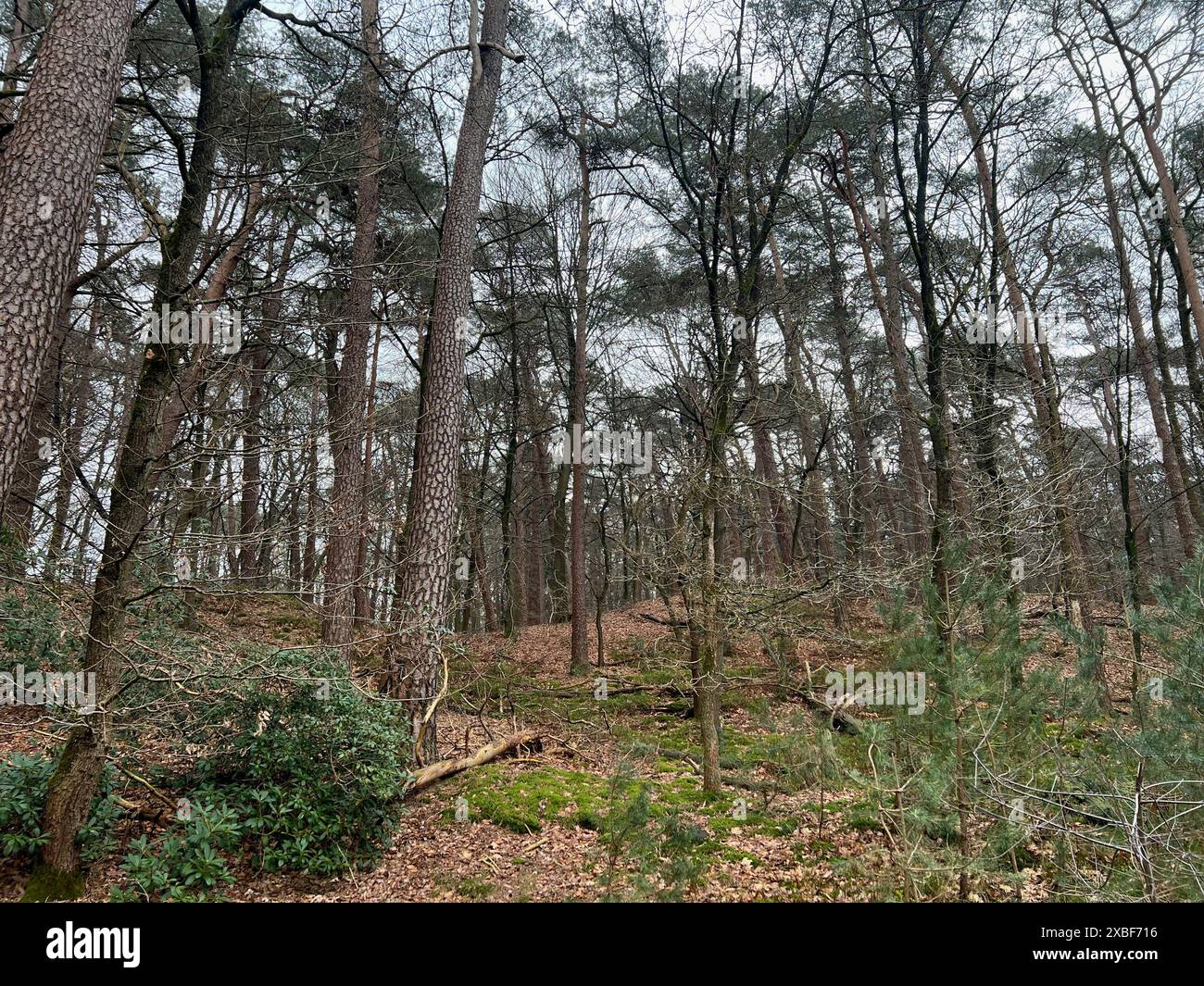Beautiful trees fallen leaves hi-res stock photography and images - Alamy