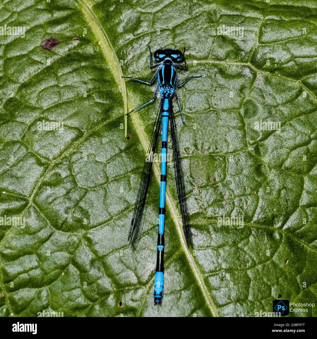 Spring damselfly hi-res stock photography and images - Alamy