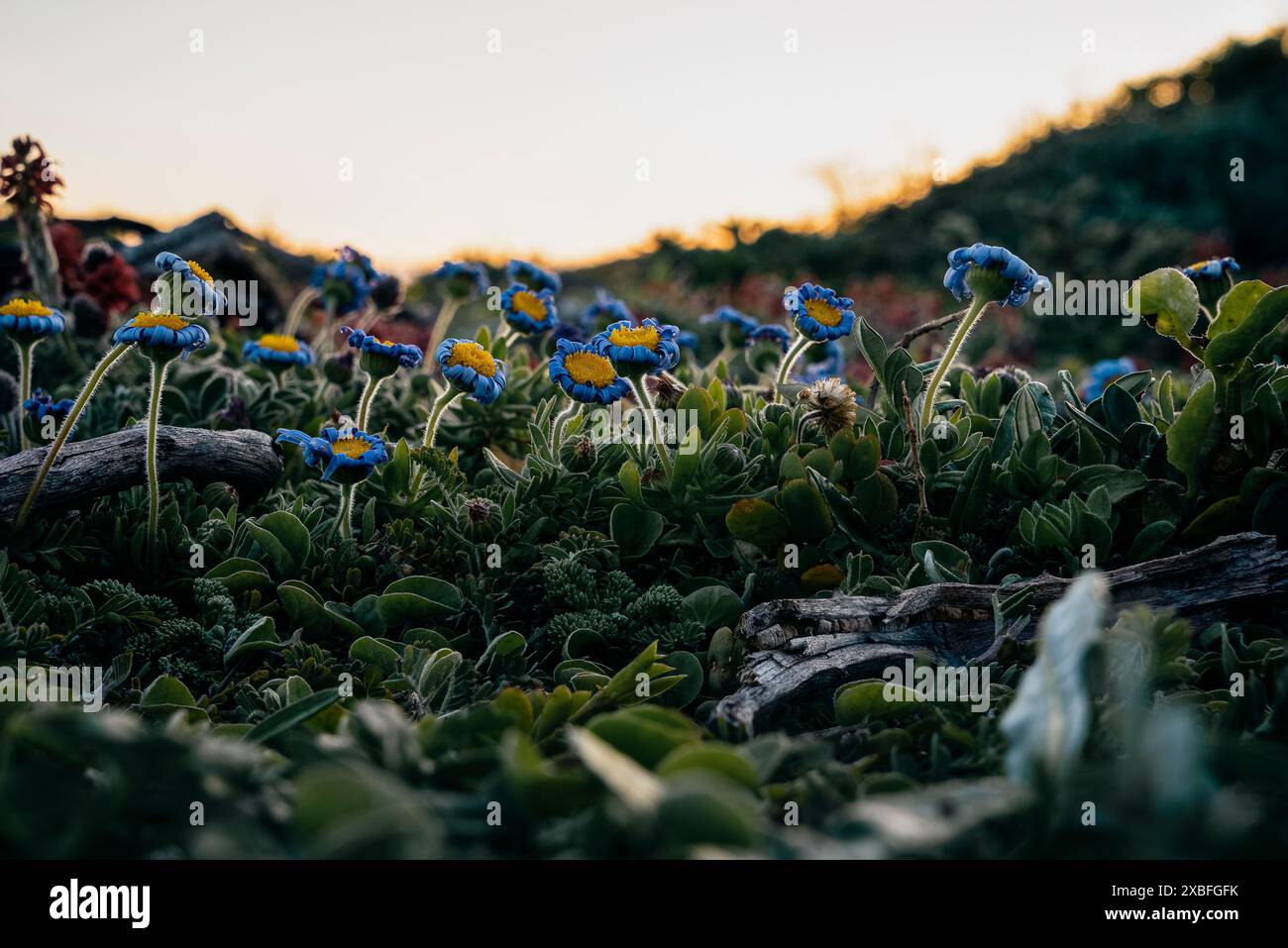 Photography of purple flowers hi-res stock photography and images - Alamy