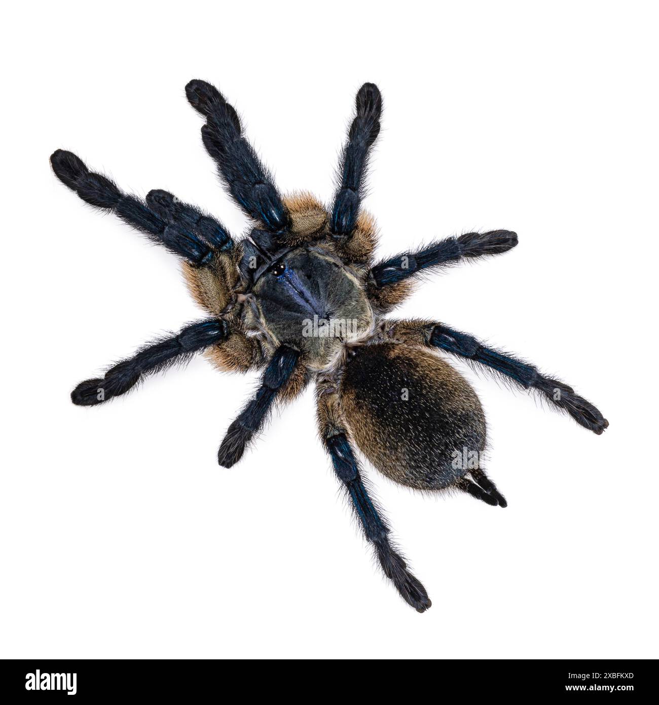 Top view of vivid blue colored Monocentropus balfouri aka Socotra ...