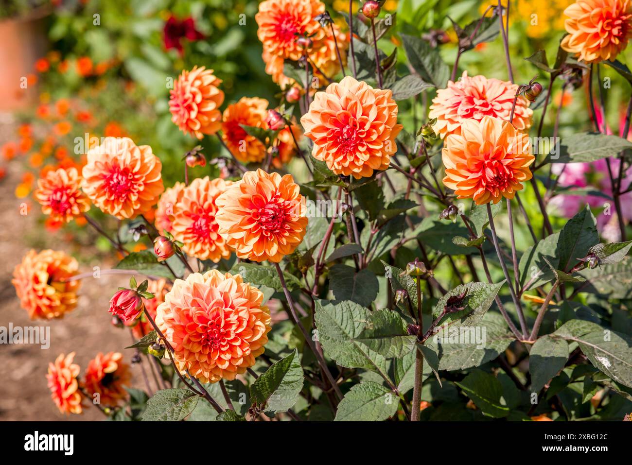 Orange dahlias, dahlia flowers in a garden flowerbed in summer, English