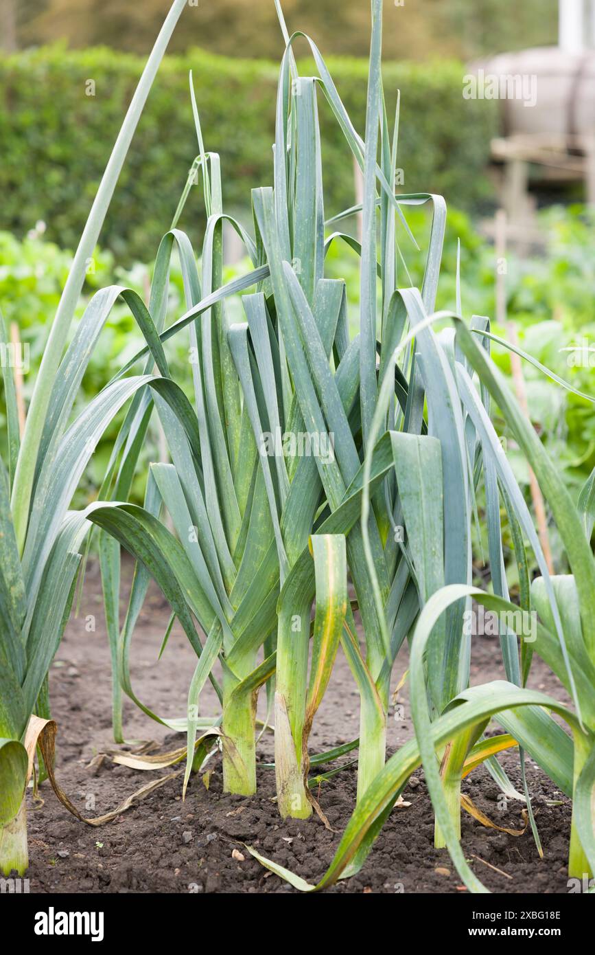 Leek plants growing in a row in the ground. Vegetable garden, UK Stock Photo