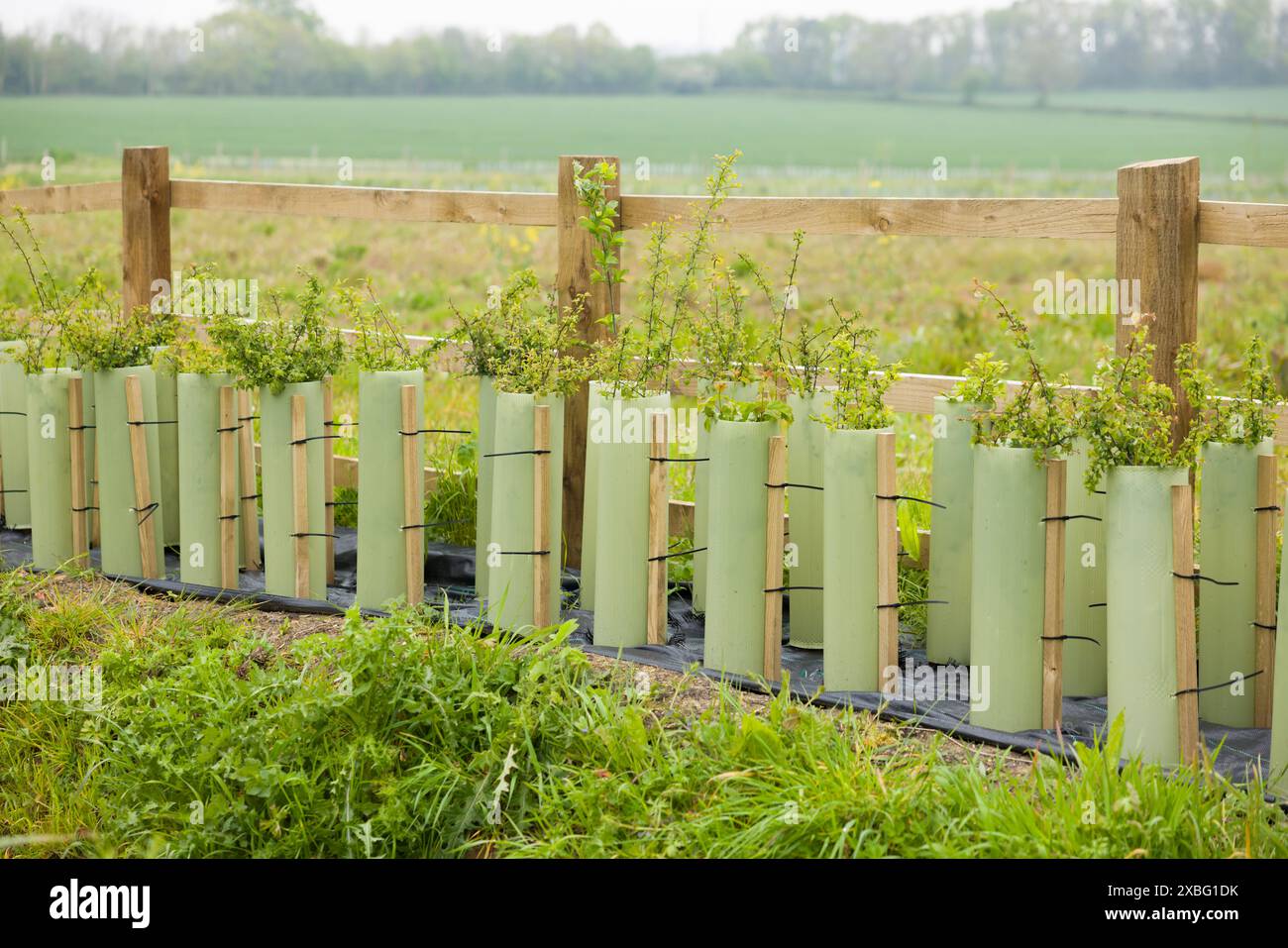 Hedgerow restoration. New hedge planted in rural Buckinghamshire countryside, UK Stock Photo