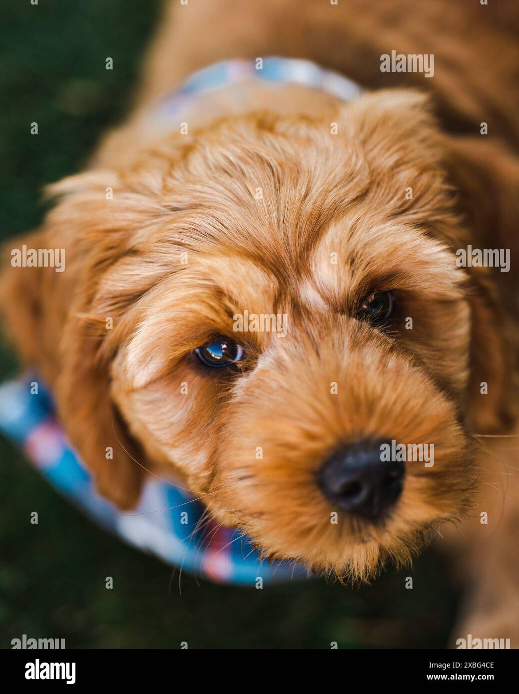 Labradoodle puppy playing outside Stock Photo