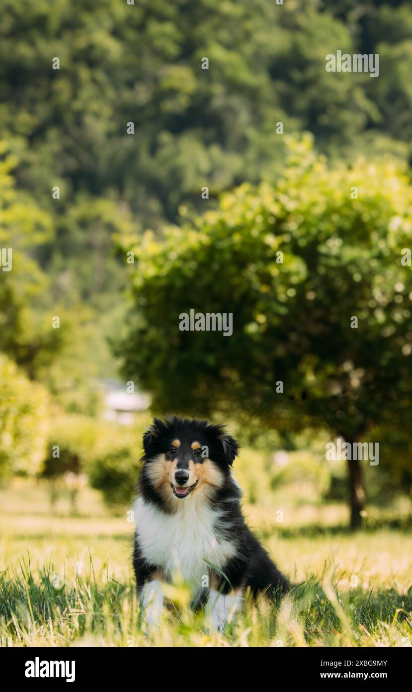 Tricolor Rough Collie Puppy, Funny Scottish Collie, Long-Haired Collie ...